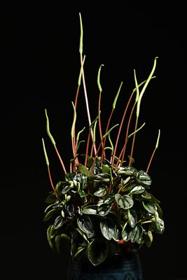 D85_7075_002s.jpg