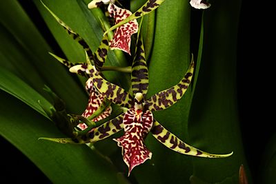 Arthurara seasnake Unforgettable