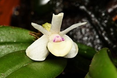 Orchids