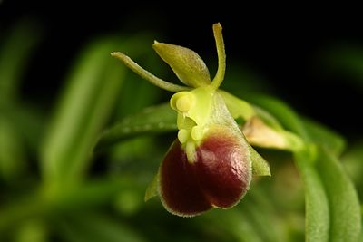 Orchids