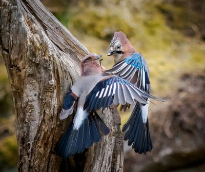 Award-winning images