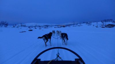 Dog sled evening ride in Tromso