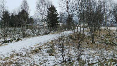 Birches in winter