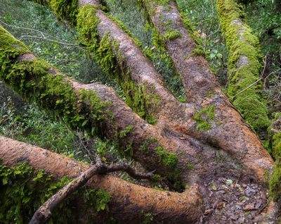 Hand of the Forest