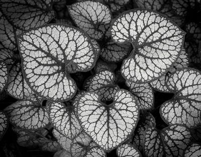 Heartleaf