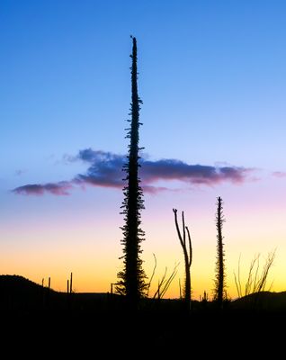Boojum Trees at Sunset