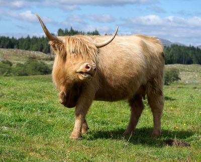 Hairy Coo, Scottish Highlands