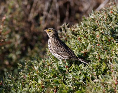 Savannah Sparrow