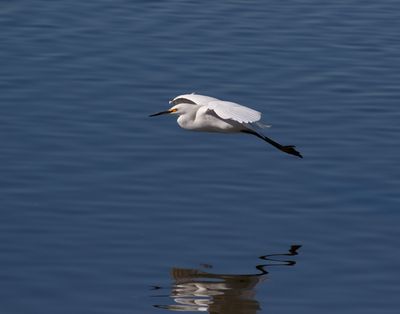 Snowy Egret