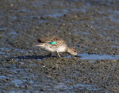 Green-winged Teal