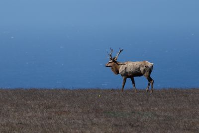 Tule Elk