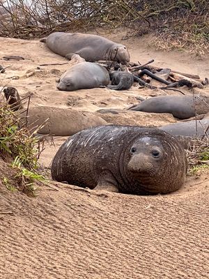 Northern Elephant Seal