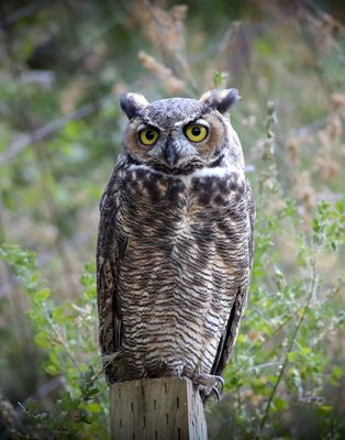 Great Horned Owl