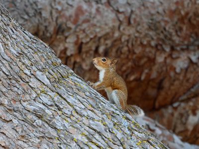 Squirrel