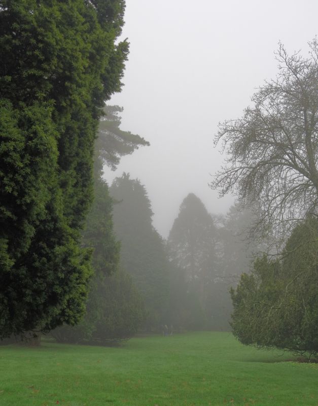 31-trees-mist.jpg