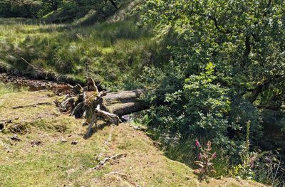 Wyre-valley-3.jpg