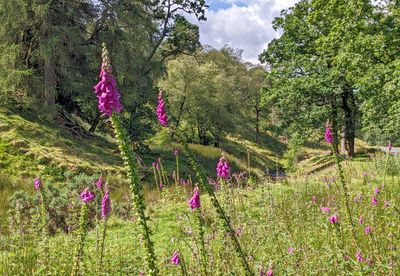 Wyre-valley-7.jpg