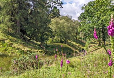 Lancashire