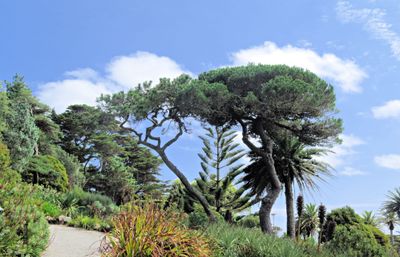 17 pines