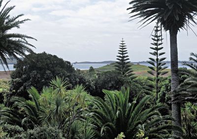 22 palms and Norfolk Island Pines