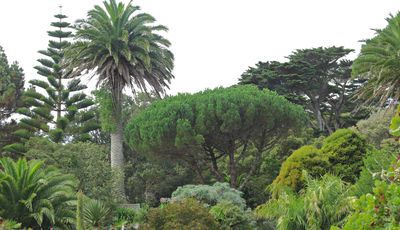 25 palms and Norfolk Island Pines
