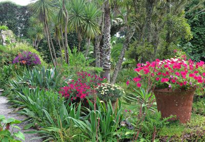 Tresco Abbey Gardens
