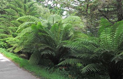 17 Cycads and Norfolk IslandPine