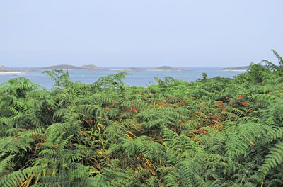 Halangy Down, montbretia and bracken