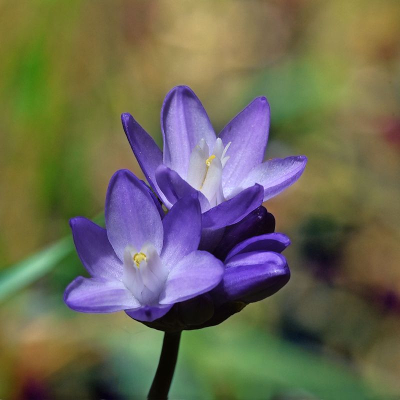 Blue Dicks, Dichelostemma capitatum