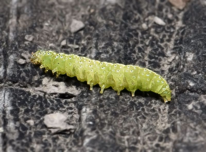 inch worm