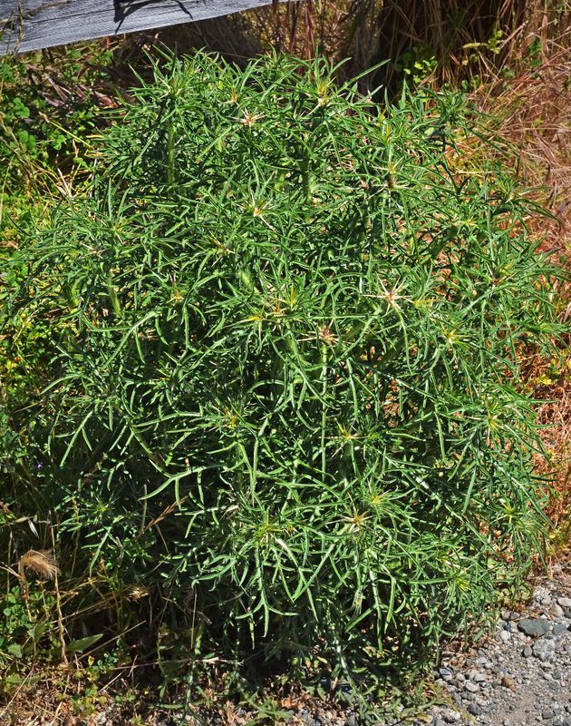 Purple Starthistle, Centaurea calcitrapa