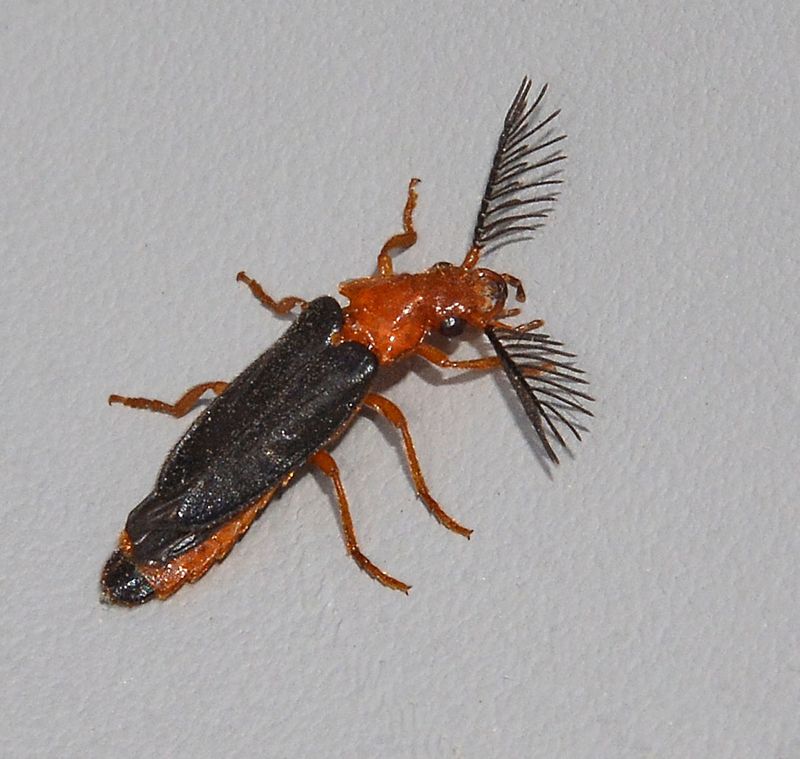 Western Banded Glowworm Beetle, Zarhipis integripennis