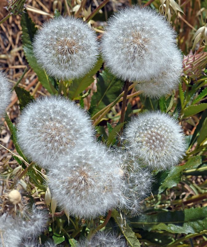 California Dandelion, Agoseris grandiflora