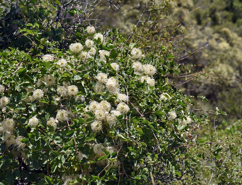 Pipestem Clematis, Clematis lasiantha