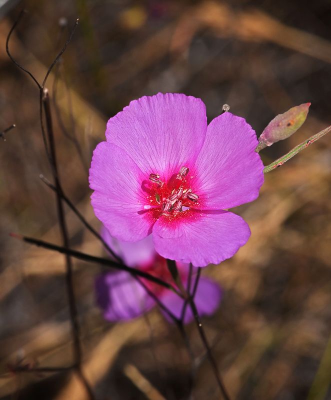 Ruby Chalice Clarkia, Clarkia rubicunda