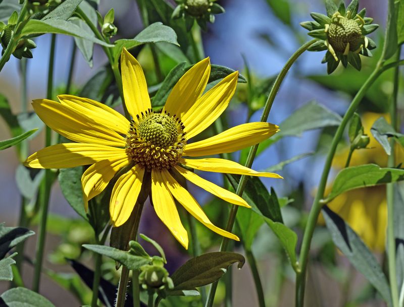 Coneflower, Rudbeckia sp