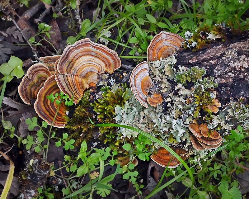 Turkeytail Fungus & lichen