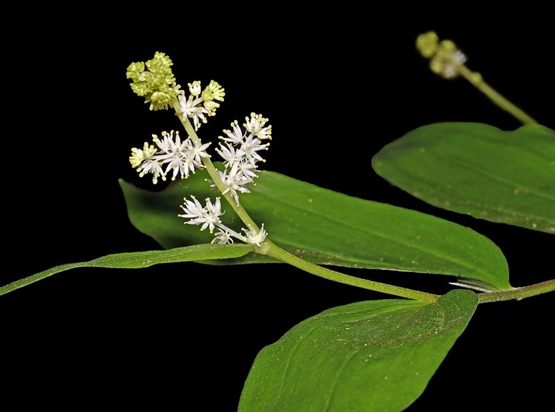 False Solomons Seal, Smilacina racemosa