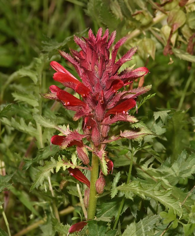 Indian Warrior, Pedicularis densiflora