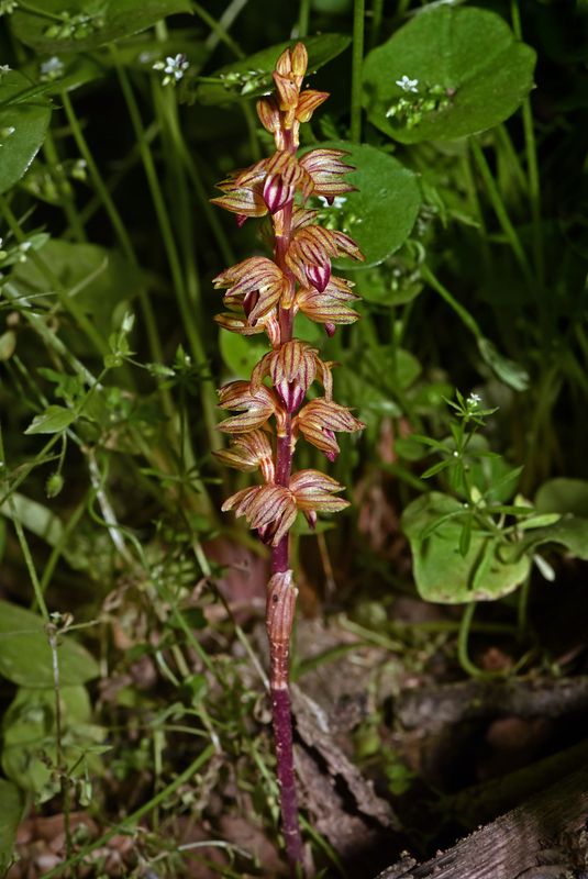 Striped Coralroot, Corallorhiza striata