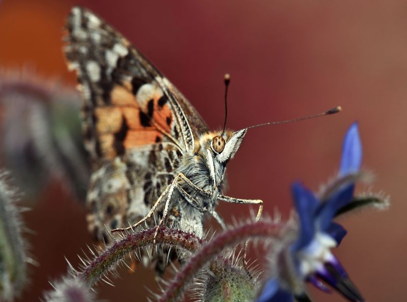 Painted Lady, Vanessa cardui