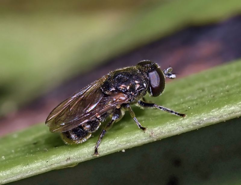 Syrphid Fly, Eumeris sp