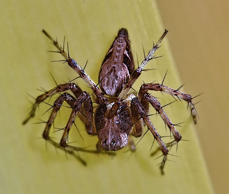 Western Lynx Spider, Oxyopes scalaris, female