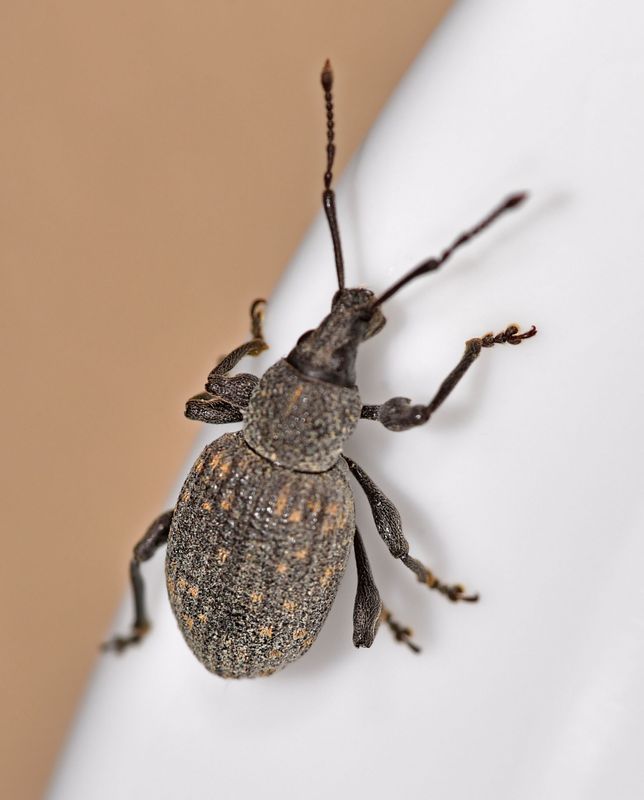 Black Vine Weevil, Otiorhynchus sulcatus