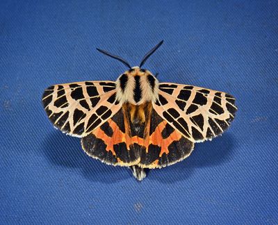 Ornate Tiger Moth, Apantesis ornata