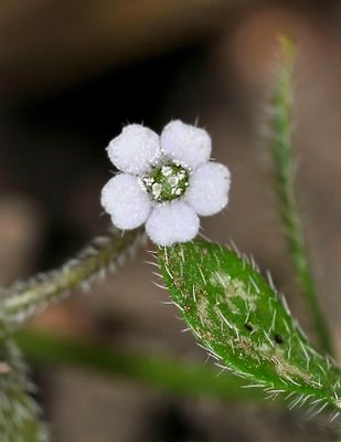 Eucrypta sp