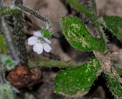 Eucrypta sp