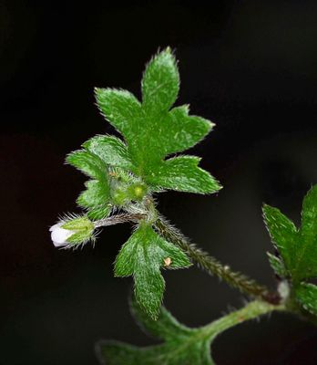 Hydrophyllaceae - Waterleaf Family: Eucrypta