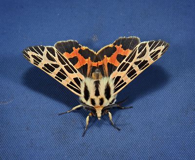 Ornate Tiger Moth