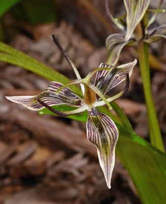 Liliaceae: Allium, Brodiaea, Calochortus, Fritillaria, Trillium, Solomon's Seal, Soap Plant